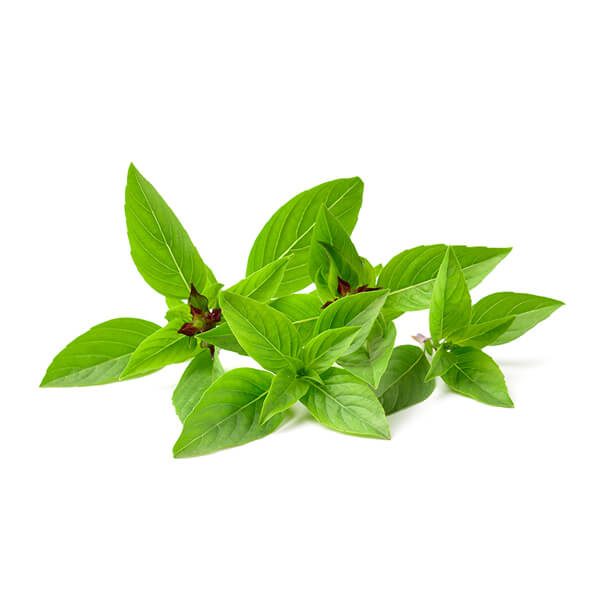 Thai Basil Malaysia 50g