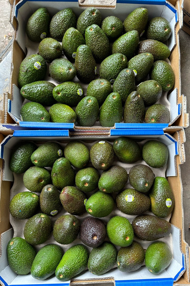 Avocados (Discoloured)(Australia)(2pcs ~170g/pc)