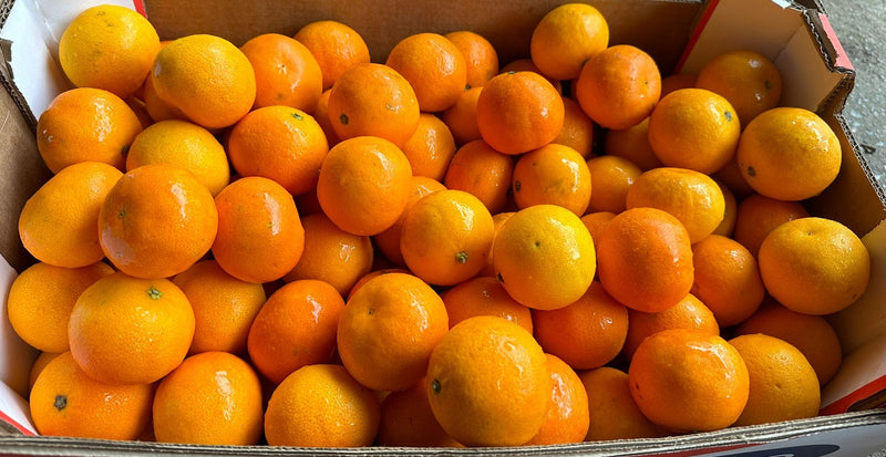 Mini Mandarin (South Africa)(~500g)