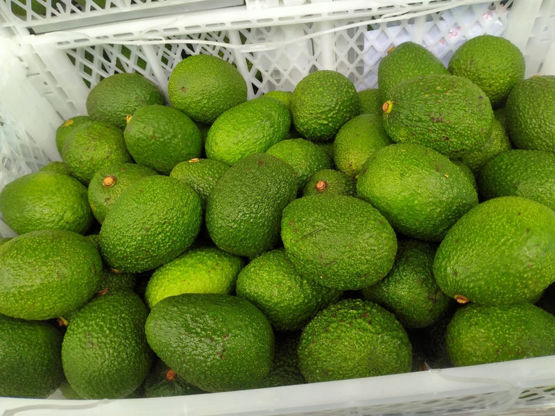 Fruit Kenya Avocado (2 pc)